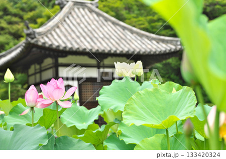 三室戸寺と蓮の花 133420324