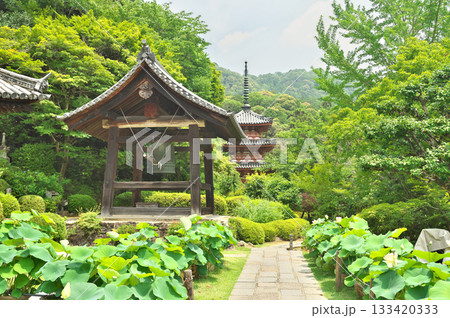 三室戸寺と蓮の花 133420333