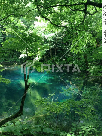 新緑の森にある神秘的な青い池と水中の倒木 133420479