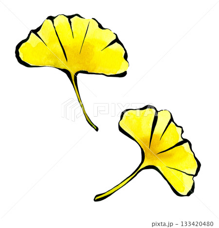 筆ペンと透明水彩で描かれた銀杏の葉っぱ 133420480