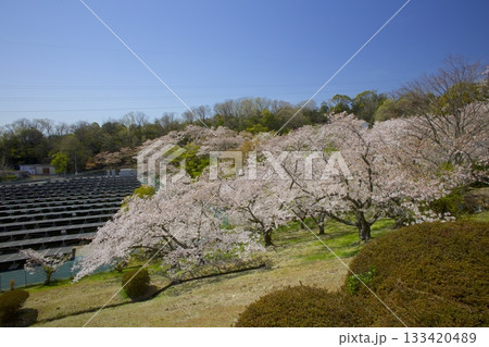 北山貯水池の桜 北山貯水池の桜 133420489