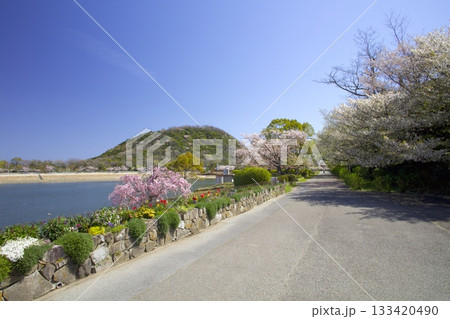 北山貯水池の桜と新緑の甲山 133420490