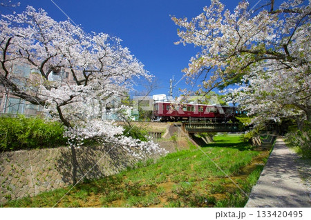夙川公園の桜並木と阪急甲陽線「日本さくら名所100選」 133420495