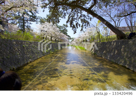 夙川公園の桜並木と阪急甲陽線「日本さくら名所100選」 133420496