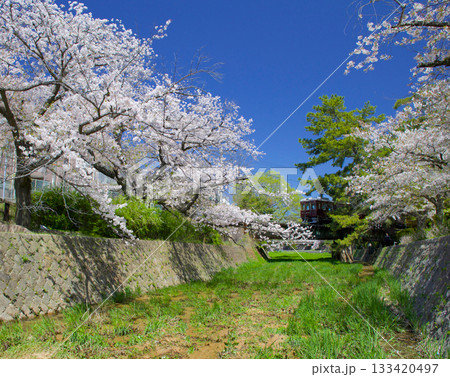 夙川公園の桜並木「日本さくら名所100選」 夙川公園の桜並木「日本さくら名所100選」 133420497