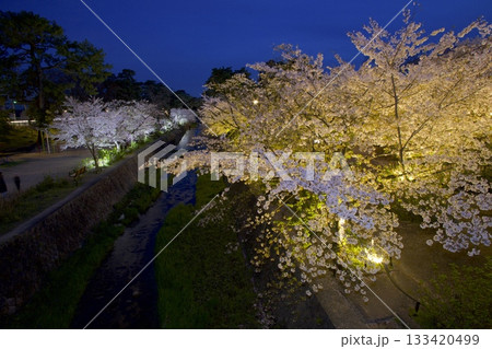 夙川公園の桜並木の夜桜「日本さくら名所100選」 夙川公園の桜並木の夜桜「日本さくら名所100選」 133420499