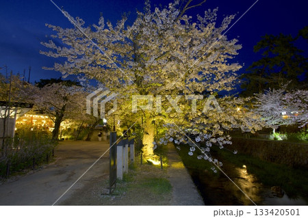 夙川公園の桜並木の夜桜「日本さくら名所100選」 夙川公園の桜並木の夜桜「日本さくら名所100選」 133420501