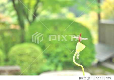 蓮の花 蓮の花 133420669