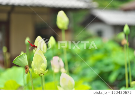 蓮の花 133420673