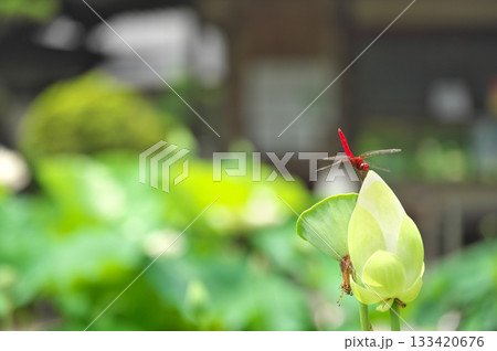 蓮の花 蓮の花 133420676