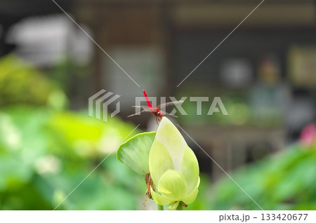 蓮の花 蓮の花 133420677