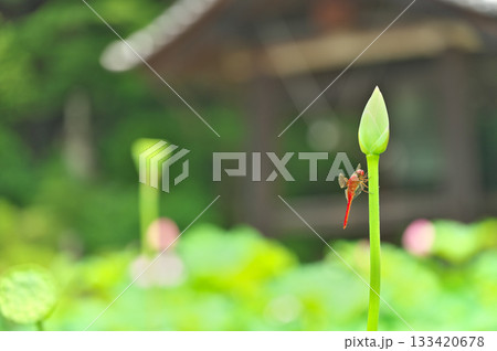 蓮の花 蓮の花 133420678