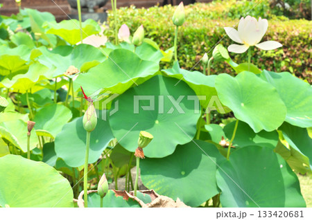 蓮の花 蓮の花 133420681