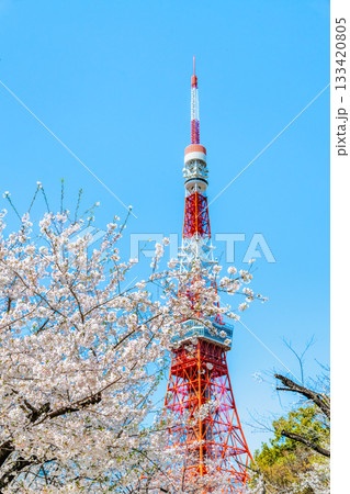 東京タワーと桜 芝公園 東京タワーと桜 芝公園 133420805