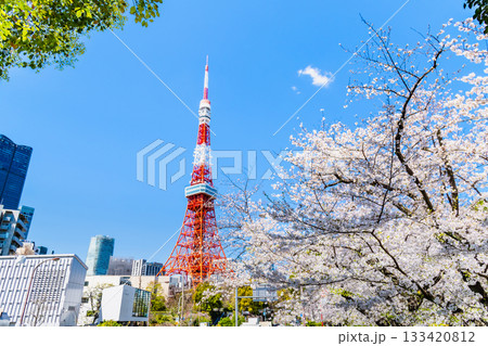 東京タワーと桜 芝公園 東京タワーと桜 芝公園 133420812