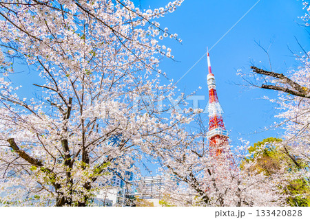 東京タワーと桜　芝公園 133420828