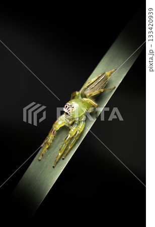 Green Jumping Spider 133420939