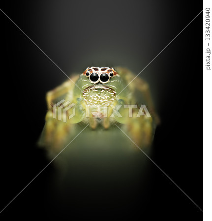 Green Jumping Spider 133420940