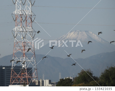 鉄塔と鳥の群れ越しに望む冠雪の富士山 133421035