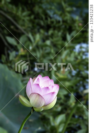 蓮の花、日陰の花風景 蓮の花、日陰の花風景 133421238