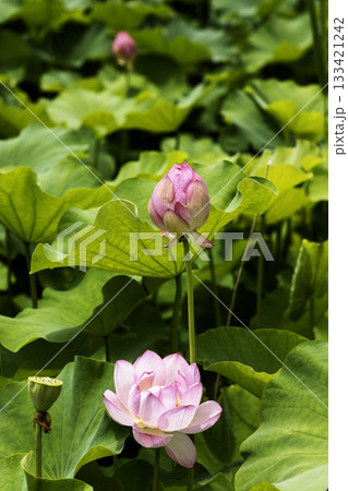 蓮の花の変遷風景 蓮の花の変遷風景 133421242