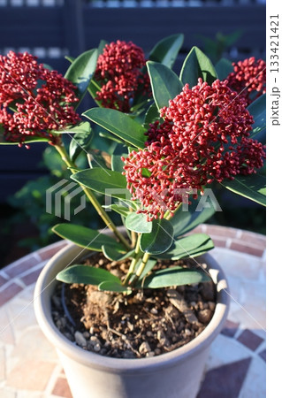 赤いつぼみのスキミア 133421421