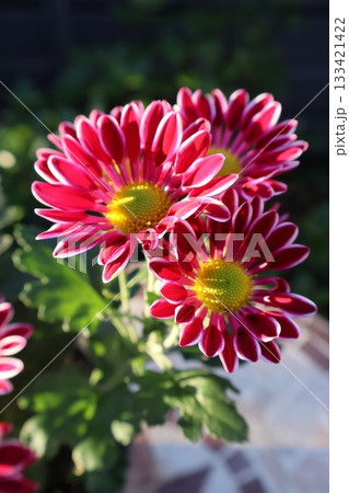 スプレーマムの赤い花 スプレーマムの赤い花 133421422