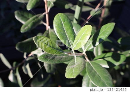 フェイジョアの小判型の葉 133421425