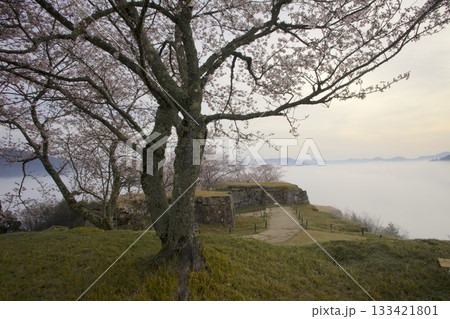 竹田城跡より朝日を浴びる雲海と桜を眺望 133421801