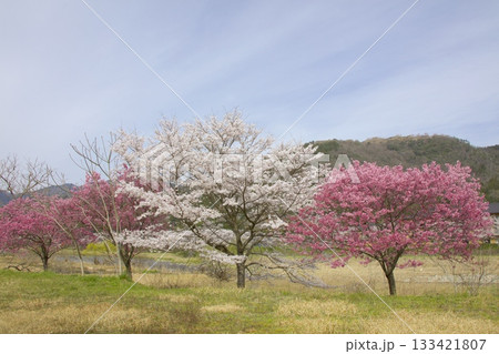 円山川沿いの桜並木越しに見る竹田城跡 円山川沿いの桜並木越しに見る竹田城跡 133421807