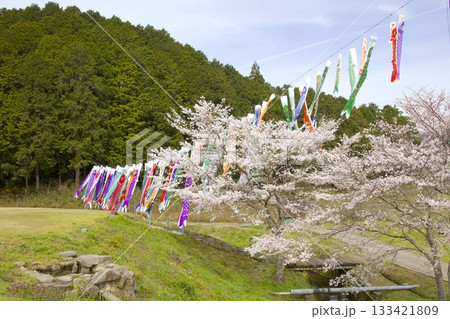 よふど温泉の鯉のぼりと桜並木 よふど温泉の鯉のぼりと桜並木 133421809