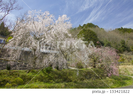 玉林寺（ぎょくりんじ）のしだれ桜とソメイヨシノ 133421822