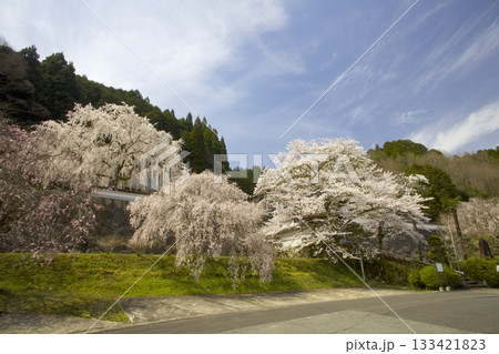 玉林寺（ぎょくりんじ）のしだれ桜とソメイヨシノ 133421823