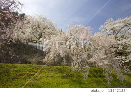 玉林寺（ぎょくりんじ）のしだれ桜とソメイヨシノ 133421824
