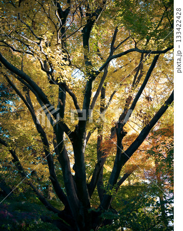 紅葉した木々 133422428
