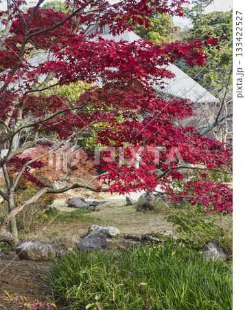 長楽寺の紅葉 133422527