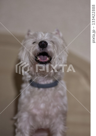 West Highland White Terrier enjoys a moment indoors displaying a joyful expression. The dog is clean fluffy and happily posed showcasing its friendly personality. West Highland White Terrier enjoys a moment indoors displaying a joyful expression. The dog is clean fluffy and happily posed showcasing its friendly personality. 133422888