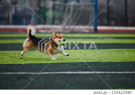 happy corgi is bounding across a lush green field while clutching a bright green ball in its mouth. The sun shines down casting a warm glow on the playful scene. 133422940