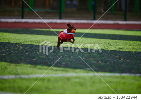 miniature pinscher wearing a red coat is sprinting across a vibrant green field enthusiastically chasing an orange ball. The scene captures the joy of outdoor playtime. miniature pinscher wearing a red coat is sprinting across a vibrant green field enthusiastically chasing an orange ball. The scene captures the joy of outdoor playtime. 133422944