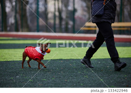 miniature pinscher is joyfully running in a park wearing a bright red jacket. The playful dog carries a ball in its mouth while its owner walks beside creating a cheerful scene. miniature pinscher is joyfully running in a park wearing a bright red jacket. The playful dog carries a ball in its mouth while its owner walks beside creating a cheerful scene. 133422946