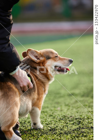 cheerful corgi stands on a vibrant green field while its owner rubs its back. The sun shines brightly in the afternoon sky creating a joyful atmosphere for this playful moment. 133422970