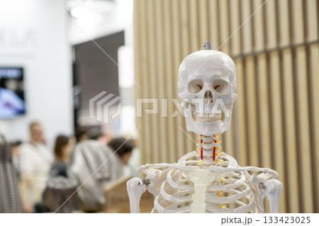 Human skeleton model presented at a public exhibition, with people in the background. The scene is focused on anatomical education and scientific display in an educational setting Human skeleton model presented at a public exhibition, with people in the background. The scene is focused on anatomical education and scientific display in an educational setting 133423025