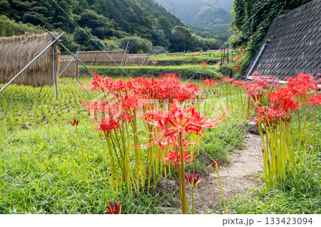 里山に咲く彼岸花 133423094