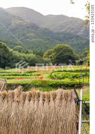 稲刈りの終わった田舎の風景 稲刈りの終わった田舎の風景 133423105