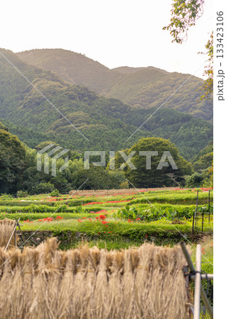 稲架掛けのある田舎の風景 133423106