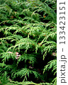 自然の中で生い茂る植物 133423151