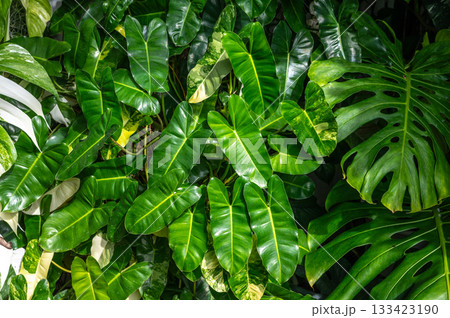 Various tropical ornamental plants growing in the backyard. Tropical plants are plants that are native to the tropical regions of the world. Various tropical ornamental plants growing in the backyard. Tropical plants are plants that are native to the tropical regions of the world. 133423190