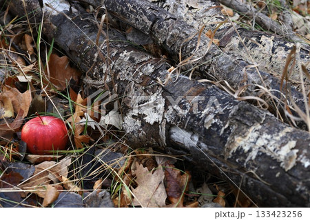 Red Apple on Autumn Forest Floor 133423256