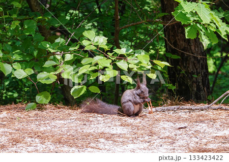 Adorable Eurasian Red Squirrel Sitting on Forest Floor Surrounded by Green Foliage in Natural Habitat 133423422