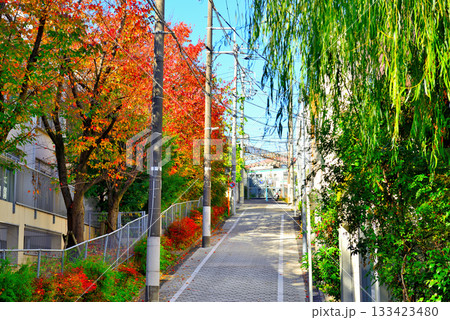 代々木上原駅周辺 紅葉したさくら並木の高級住宅街 代々木上原駅周辺 紅葉したさくら並木の高級住宅街 133423480